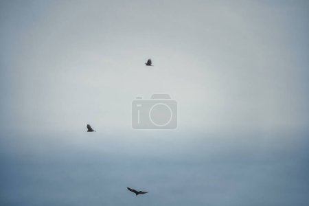 Téléchargez les photos : Trois vautours dindes volent dans un ciel bleu clair un jour d'été - en image libre de droit