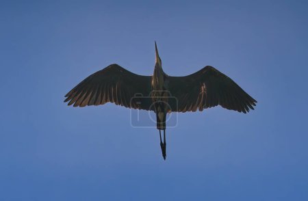 Téléchargez les photos : Grand héron oiseau vole à travers un ciel bleu clair un jour d'été - en image libre de droit