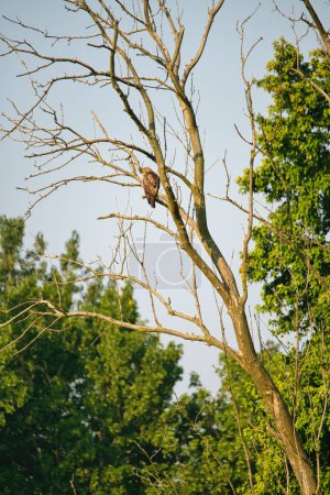 Téléchargez les photos : Buse à queue rousse Perchée dans un sommet d'arbre un jour d'été perchée haut dans un arbre mort et nu au lever du soleil - en image libre de droit
