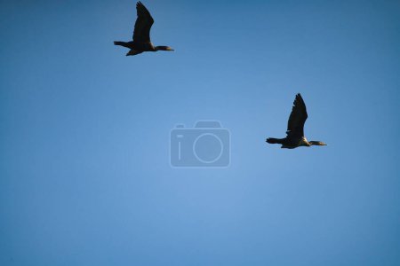 Téléchargez les photos : Deux cormorans à aigrettes volent avec un ciel bleu clair un jour d'été - en image libre de droit