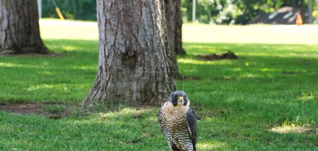 Téléchargez les photos : Gros plan d'un faucon pèlerin un jour d'été - en image libre de droit