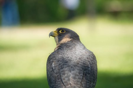 Téléchargez les photos : Potrait d'un oiseau rapace du Faucon pèlerin un jour d'été - en image libre de droit