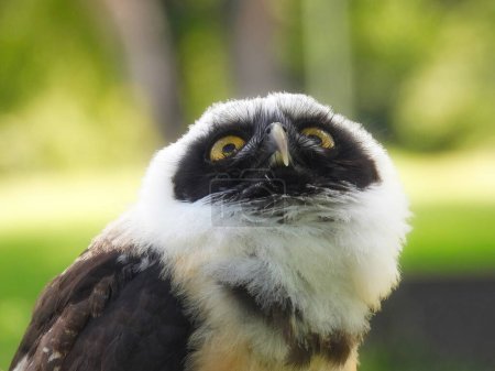 Photo for The Spectacled Owl (Pulsatrix perspicillata) Portait Close Up Macro on a Summer Day - Royalty Free Image