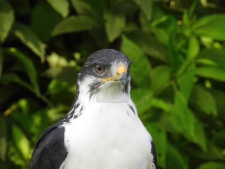 Téléchargez les photos : Potrait d'une buse d'Angur africaine (Buteo Angur) Raptor Bird on a Summer Day - en image libre de droit