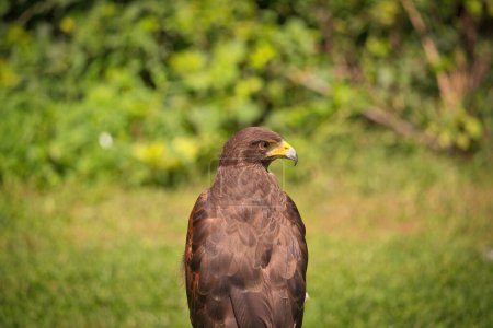 Téléchargez les photos : Potrait de Harris Hawk Raptor Bird un jour d'été - en image libre de droit
