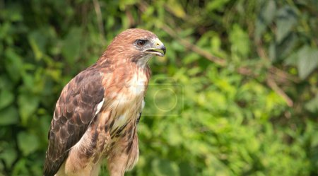 Téléchargez les photos : Portrait d'un oiseau rapace de la Buse à queue rousse un jour d'été - en image libre de droit