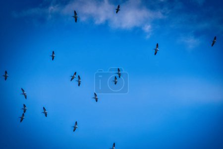 Téléchargez les photos : Les pélicans blancs volent dans un ciel bleu clair un jour d'automne - en image libre de droit
