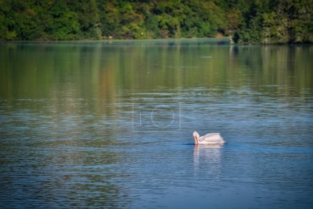Téléchargez les photos : Pêche pélican blanc sur un lac bleu un jour d'automne - en image libre de droit