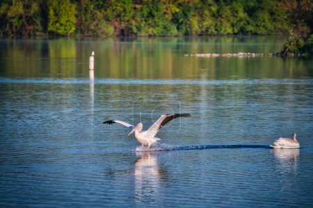 Téléchargez les photos : Pelicans blancs nageant sur un lac au soleil un jour d'automne - en image libre de droit