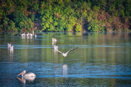 Téléchargez les photos : Pélican blanc survolant un lac bleu un jour d'automne - en image libre de droit