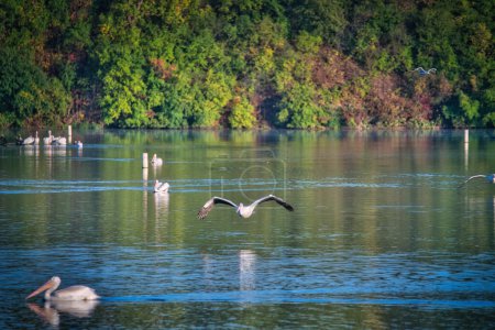 Téléchargez les photos : Pélican blanc survolant un lac bleu un jour d'automne - en image libre de droit