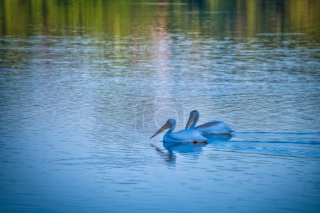 Téléchargez les photos : Pelicans blancs nageant sur un lac bleu un jour d'automne - en image libre de droit