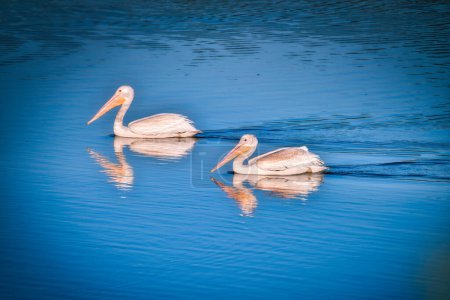 Téléchargez les photos : Pelicans blancs nageant sur un lac bleu un jour d'automne - en image libre de droit