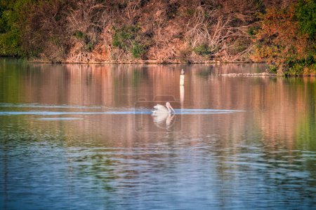 Téléchargez les photos : Pelican blanc nageant sur un lac bleu un jour d'automne - en image libre de droit
