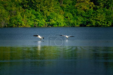 Téléchargez les photos : Pelican blanc nageant sur un lac bleu - en image libre de droit