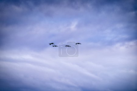 Téléchargez les photos : Les grues du Canada survolent un ciel orageux nuageux pendant la migration - en image libre de droit