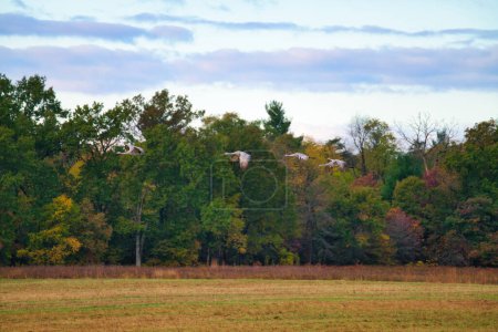 Téléchargez les photos : Grue du Canada Les oiseaux traversent la limite des arbres pendant la migration automnale un jour d'automne - en image libre de droit