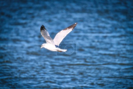 Téléchargez les photos : Mouette à bec cerclé L'oiseau survole un lac bleu un jour d'été - en image libre de droit