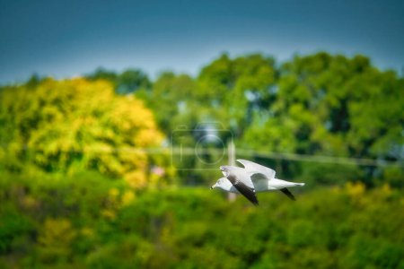 Téléchargez les photos : Mouette à bec cerclé en vol devant les arbres au début de l'automne - en image libre de droit