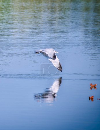 Téléchargez les photos : Mouette à bec cerclé L'oiseau vole juste au-dessus de l'eau bleue avec réflexion dans l'eau un jour d'été - en image libre de droit