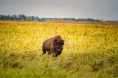 Téléchargez les photos : Le bison d'Amérique occupe un champ de prairie au début de l'automne - en image libre de droit