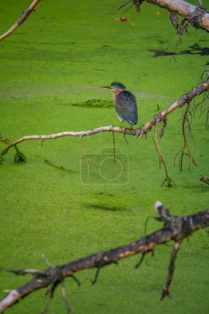 Téléchargez les photos : Héron vert Oiseau perché et peluché sur une branche d'arbre au-dessus d'un étang couvert de mauvaises herbes de canard un jour d'été - en image libre de droit