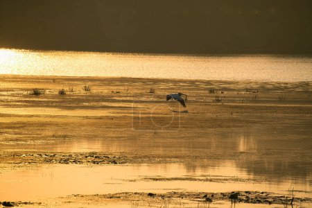Téléchargez les photos : L'oiseau pélican blanc vole près de l'eau au lever du soleil un jour d'été - en image libre de droit