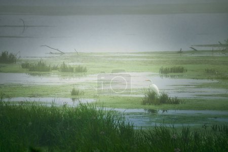 Téléchargez les photos : L'aigrette Oiseau se tient dans les eaux peu profondes entourées d'herbes hautes et d'herbes de canard dans le brouillard au lever du soleil - en image libre de droit