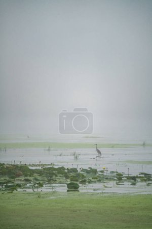 Téléchargez les photos : Grand Héron Oiseau se tient dans les eaux peu profondes d'une rivière par un matin brumeux au lever du soleil le jour d'été - en image libre de droit