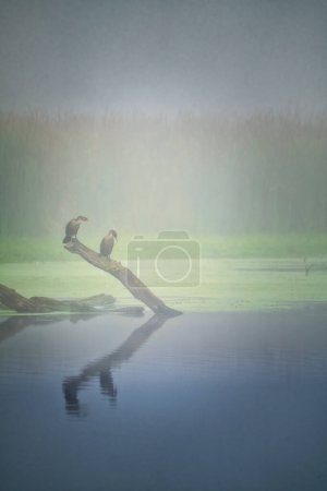 Téléchargez les photos : Oiseaux cormorans à double crête perchés sur un arbre tombé et reflétés dans l'eau par un matin d'été brumeux - en image libre de droit