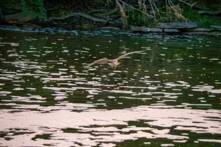 Téléchargez les photos : Héron couronné noir juvénile L'oiseau vole à travers le ruisseau au soleil du matin - en image libre de droit