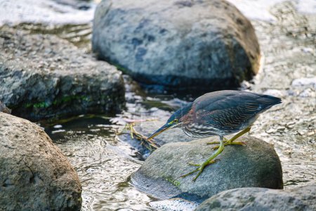Téléchargez les photos : Héron vert Chasse aux oiseaux pour les poissons d'un rocher tôt le matin - en image libre de droit