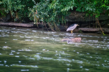 Téléchargez les photos : Héron couronné noir Oiseau perché sur un rocher sur le côté d'un ruisseau en mouvement un jour d'été - en image libre de droit
