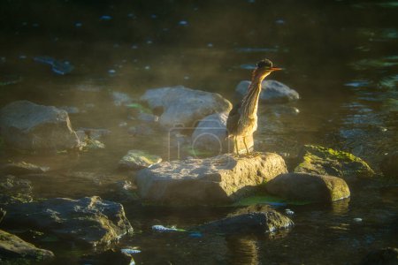 Téléchargez les photos : Héron vert L'oiseau se tient sur des rochers près d'une cascade tôt le matin au lever du soleil un jour d'été - en image libre de droit