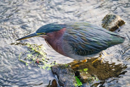 Téléchargez les photos : Green Heron Bird se tient sur un rocher dans l'eau un jour d'été - en image libre de droit