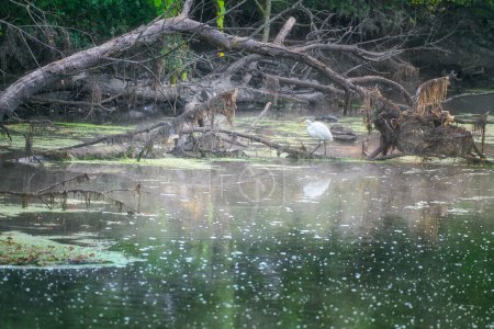Téléchargez les photos : L'aigrette marche sur un arbre tombé et se reflète dans l'eau d'un ruisseau un jour d'été - en image libre de droit