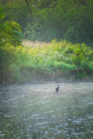 Téléchargez les photos : Le Grand Héron se dresse dans un ruisseau entouré de brume près du rivage avec beaucoup de verdure un jour d'été - en image libre de droit
