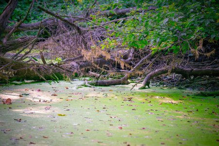 Téléchargez les photos : Héron vert Oiseau sur un arbre tombé sur une mauvaise herbe de canard étang couvert entouré de lichen de barbe un jour d'été - en image libre de droit