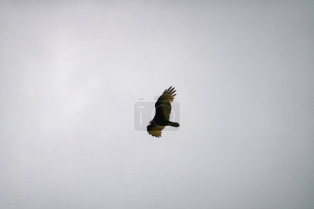 Téléchargez les photos : Turquie Vulture vole dans un ciel nuageux par une journée d'été - en image libre de droit
