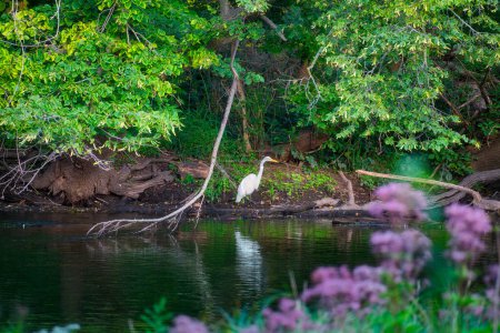 Téléchargez les photos : L'aigrette se promène le long du rivage de la rivière un jour d'été - en image libre de droit
