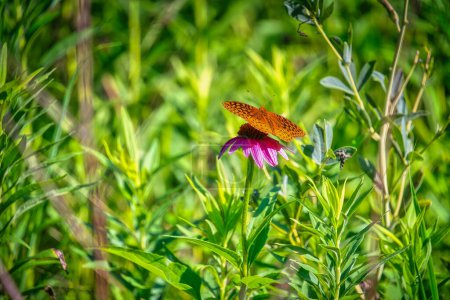 Foto de Gran mariposa fritillaria con lentejuelas encaramada en una flor de cono entre el follaje verde en un día de sumemr - Imagen libre de derechos