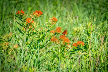 Foto de Gran mariposa fritillaria con lentejuelas encaramada en la mariposa lechuga entre el follaje verde en un día de verano - Imagen libre de derechos