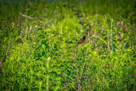 Téléchargez les photos : Oriole du verger Oiseau perché sur une branche parmi les feuillages verts de la prairie un jour d'été - en image libre de droit
