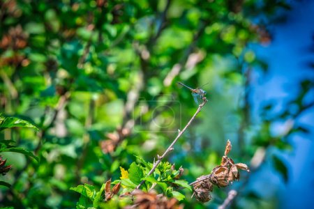 Téléchargez les photos : Blue Dasher Dragonfly s'accroche à une branche d'une plante d'hibiscus un jour d'été - en image libre de droit