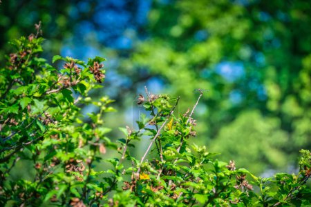 Téléchargez les photos : Blue Dasher Dragonfly s'accroche à une branche d'une plante d'hibiscus un jour d'été - en image libre de droit