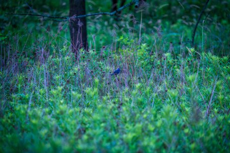 Téléchargez les photos : Bruant d'indigo Oiseau perché dans le feuillage vert des prairies un jour d'été - en image libre de droit
