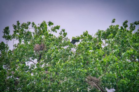 Téléchargez les photos : Grand Héron Oiseau au sommet d'une roquerie parmi les nids un jour d'été - en image libre de droit