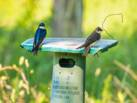 Téléchargez les photos : Avaler des arbres Les oiseaux s'assoient sur un nichoir dans la prairie un jour d'été - en image libre de droit