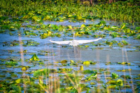 Téléchargez les photos : Egret Bird s'envole vers l'étang couvert de nénuphars au soleil un jour d'été - en image libre de droit