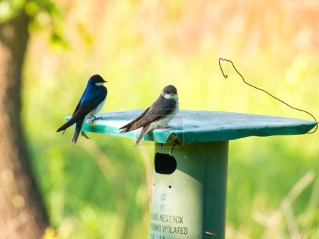 Téléchargez les photos : Avaler des arbres Les oiseaux s'assoient sur un nichoir dans la prairie un jour d'été - en image libre de droit